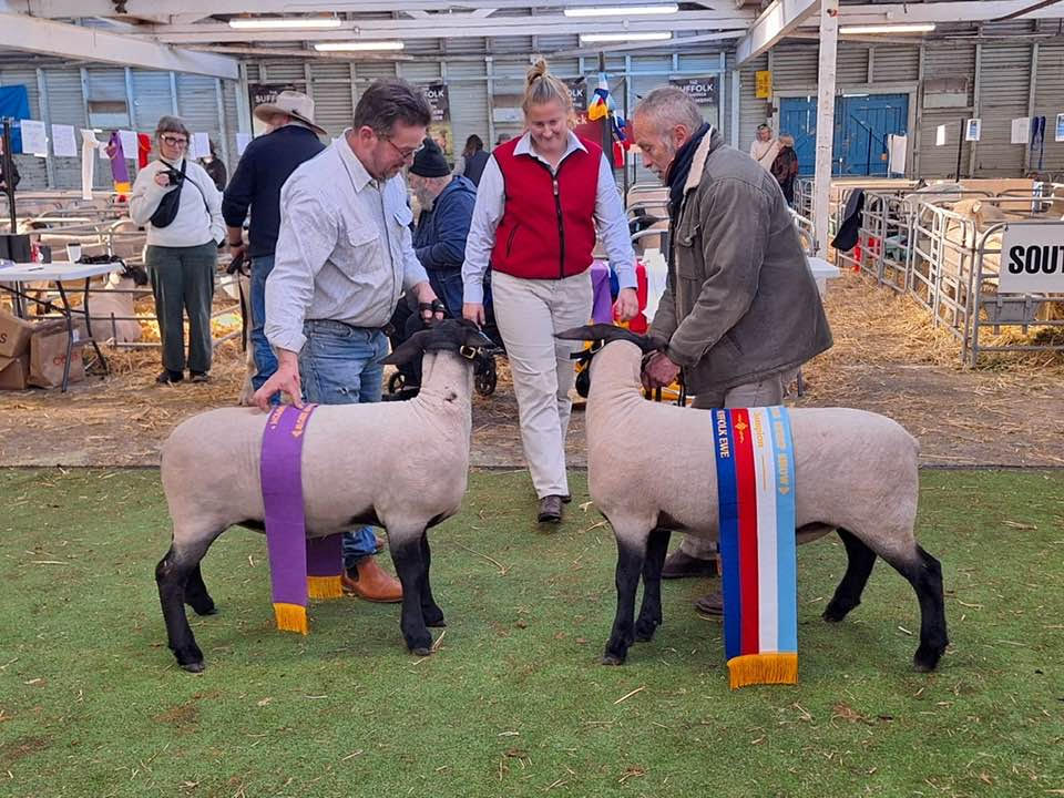 Oberon Suffolks are calm and easy to handle.