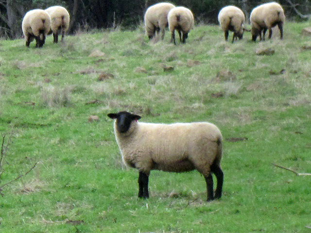 Oberon Suffolk Stud Sheep